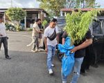pohon-ganja