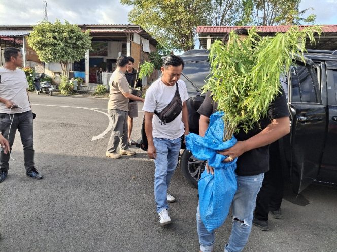 					Belasan Pohon Ganja yang Diamankan Tim Satres Narkoba Polres Bulukumba. (Foto: Berita.News/ Syarif)