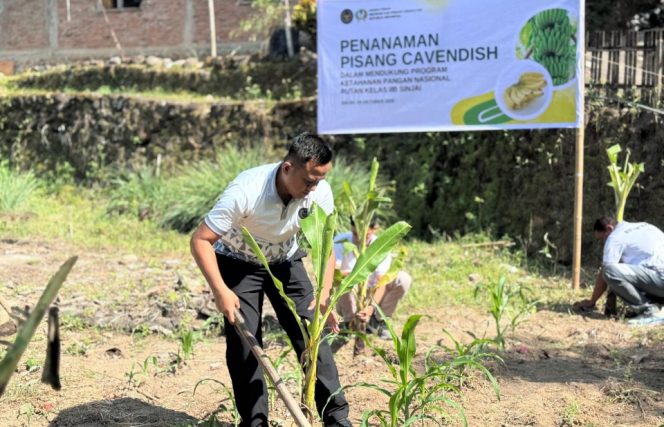 					Karutan Darman Syah Tanam Pisang Cavendish di Kebun Rutan Sinjai. (Foto: Istimewa)