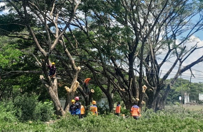 					Pemkab Sinjai Tertibkan Lingkungan Kantor Bupati, Wabup Instruksikan Penataan Kabel dan Pohon