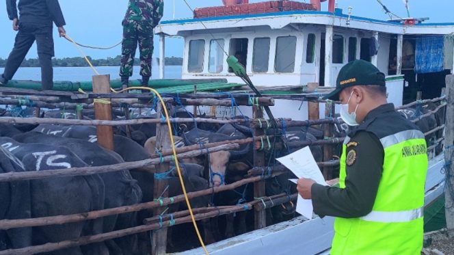 					Petugas Karantina Sulsel Melakukan Pengecekan Hewan Ternak di Pelabuhan di Jeneponto. (Foto: Karangtina Indonesia)