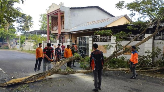 					BPBD Sinjai Evakuasi Pohon Tumbang di Sawerigading, Kelurahan Bongki, Kecamatan Sinjai Utara. (Foto: Ist)