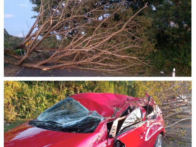 					Pohon Tunbang di Jl. Poros Sinjai-Bulukumba Timpa Satu Unit Mobil Warga. (Foto: Kolase Berita.News)