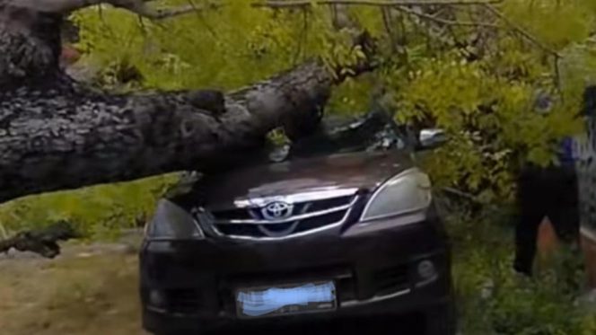 					Pohon Tumbang Akibat Angin Kencang Timpa Mobil Warga di Selayar. (Foto: Ist)