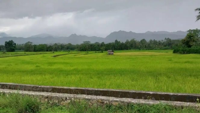 					Hamparan Sawah di Sinjai Selatan Nampak Padi Mulai Menguning Sebelum Memasuki Masa Panen. (Foto: Ist)