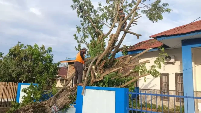 					Pohon trembesi berukuran besar tumbang dan menimpa Rumah Dinas Kepala Syahbandar Sinjai. [Foto: Ist]