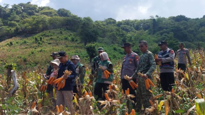 					Panen raya jagung yang digelar Badan Usaha Milik Desa (BUMDes) Desa Jambuia. [Foto: Ist]