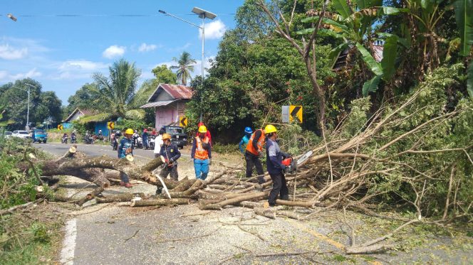					Pemangkasan dan Penebangan Pohon yang Mengganggu Jaringan Listrik di Wilayah Kecamatan Sinjai Selatan. [Foto: Ist/ PLN Sinjai]