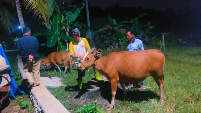 					Sapi Warga yang Hilang Ditemukan di Hutan. [Foto: Ist]