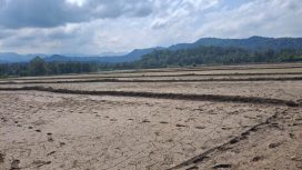 Sawah Petani Mulai Dilanda Kekeringan. [Foto: Berita.News/ Ilustrasi]