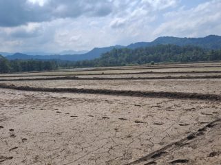 Sawah Petani Mulai Dilanda Kekeringan. [Foto: Berita.News/ Ilustrasi]