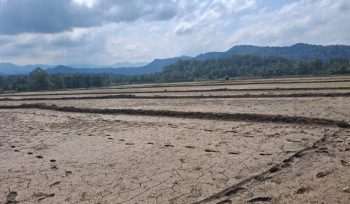 Sawah Petani Mulai Dilanda Kekeringan. [Foto: Berita.News/ Ilustrasi]
