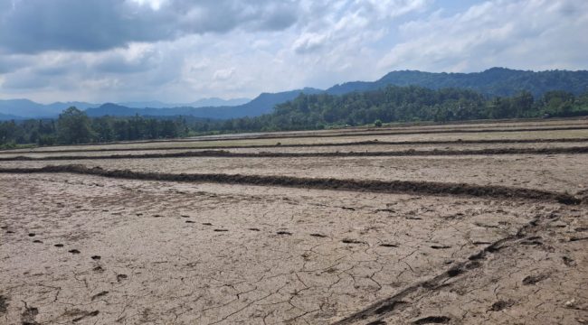 Sawah Petani Mulai Dilanda Kekeringan. [Foto: Berita.News/ Ilustrasi]