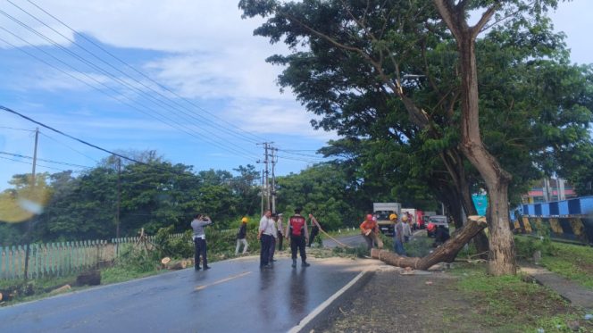 					BPBD Bersama Personel Polres Bulukumba Evakuasi Pohon Tumbang di Poros Trans Sulawesi. [Foto: Ist]