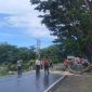 pohon tumbang