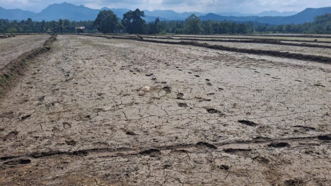 					Hamparan Sawah di Desa Gareccing, Kecamatan Sinjai Selatan Terlihat Kering. [Foto: Berita.News/ Thatang]